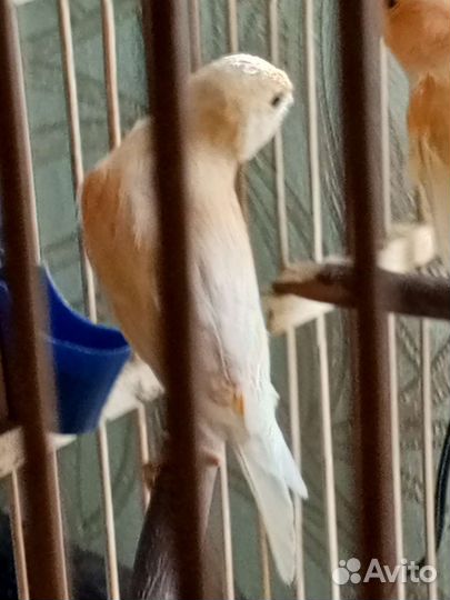 Кенара и канарейки