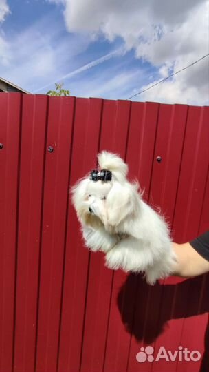 Мальтийская болонка мини девочка