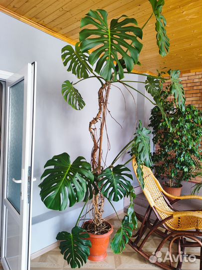 Комнатные растения цветы большие