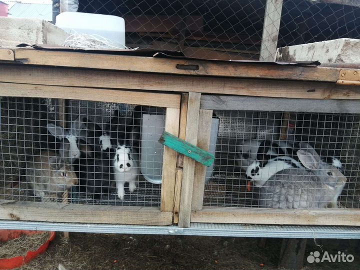 Кролики мясных пород