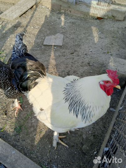 Петухи цыплята