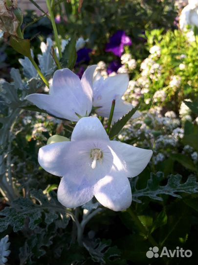 Растения для сада