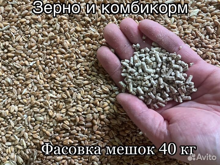 Зерно оптом и в розницу