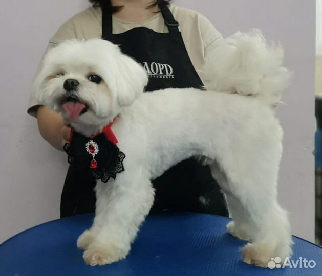 Уход за внешностью Вашего питомца (Груминг)