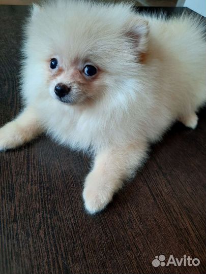 Щенки шпица