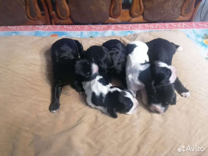 Вязка. Спаниель