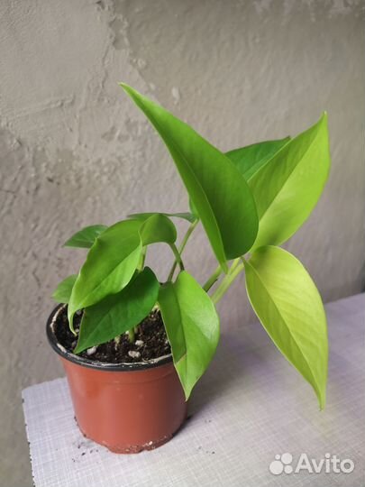 Сциндапсусы эпипремнумы, филодендроны