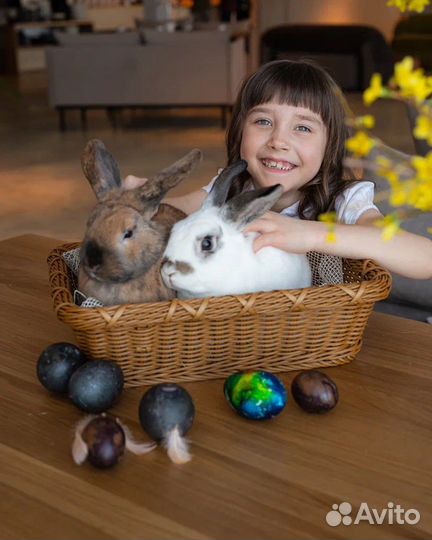 Кролик в аренду на фотосессию