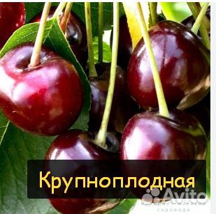 Саженцы черешни 2-летка