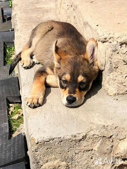 Собаки бесплатно в добрые руки щенки