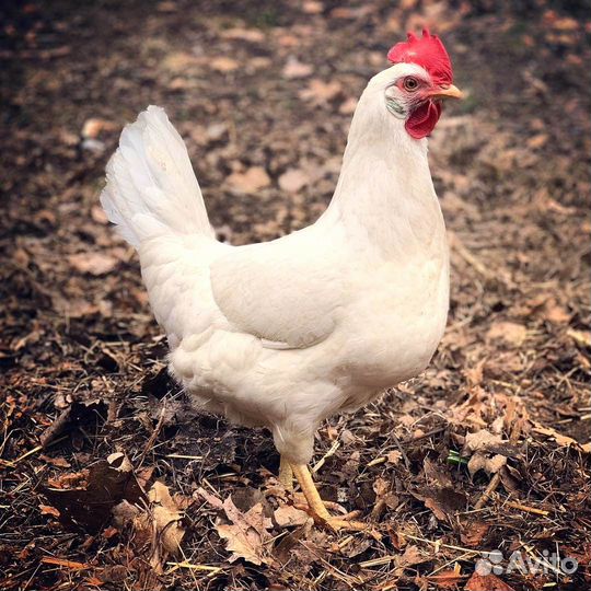 Куры - молодки с бесплатной доставкой