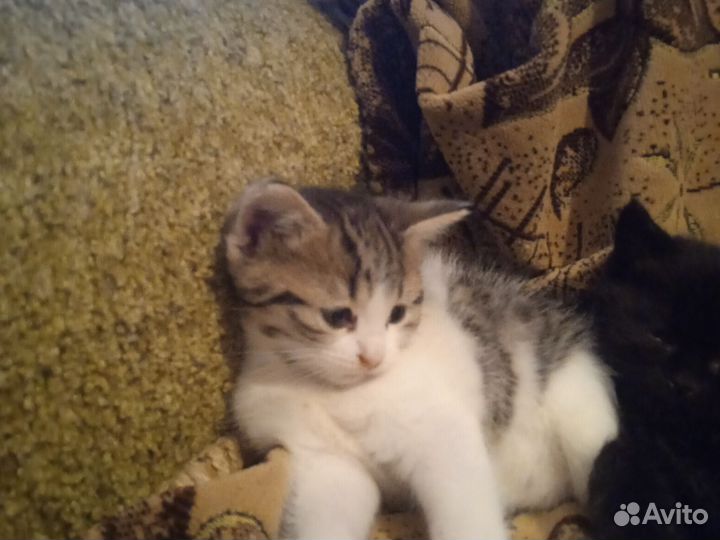 Котята