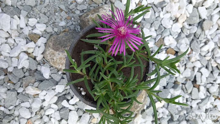 Делосперма