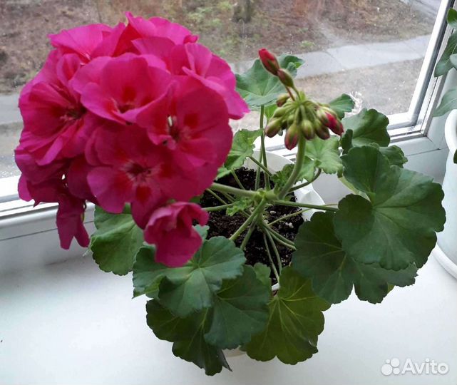 Пеларгонии (герани)