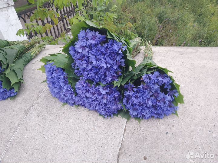 Цветы васильки полевые