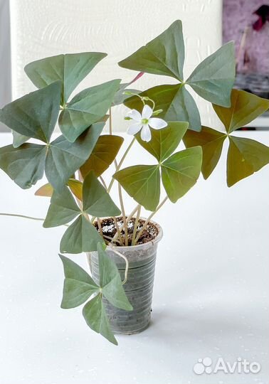 Оксалис Кислица Зеленая и Фиолетовая