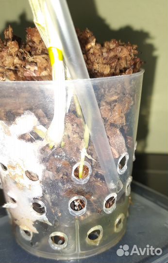 Орхидея дендробиум