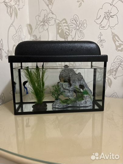 Аквариум с рыбками