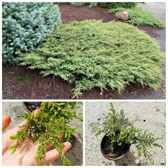 Саженцы хвойных растений