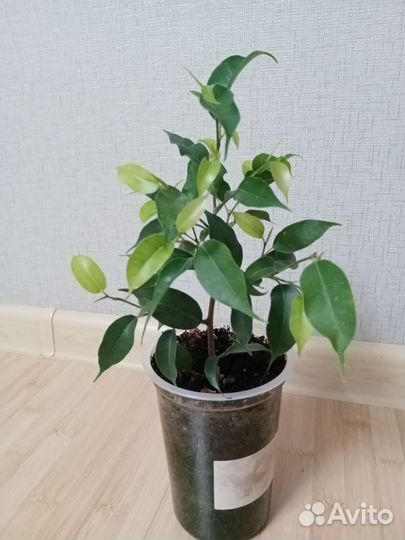 Фикус бенджамина