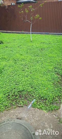 Посадка газона