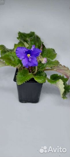 Фиалки цветущие в горшке
