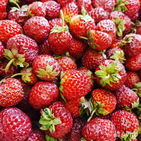 Клубника сорт Любава из Киргизии