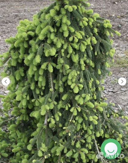 Ель Инверса