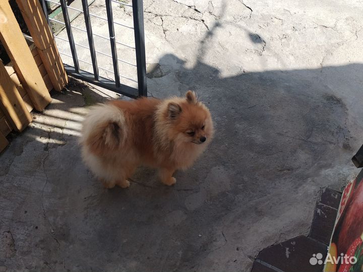 Продам щенка мини щпица