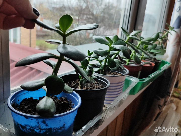 Денежное дерево толстянка крассула