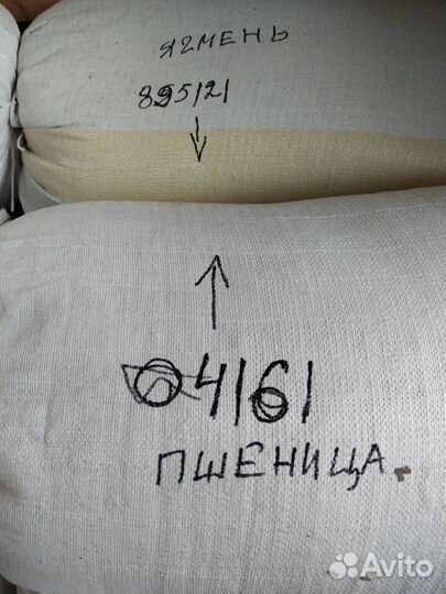 Зерно. Пшеница и ячмень