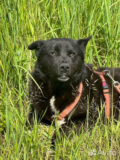 Трю’фель - для самого - самого хозяина