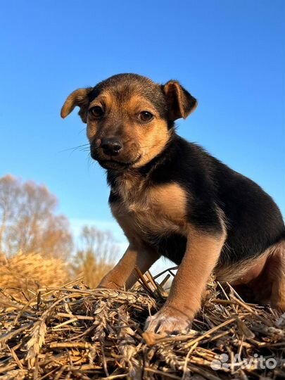 Щенок в добрые руки