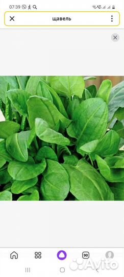 Топинамбур, аспарагус