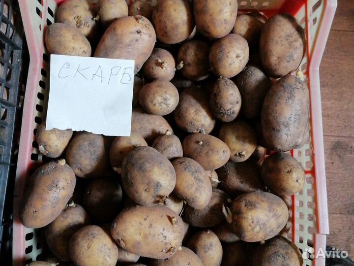 Семенной картофель
