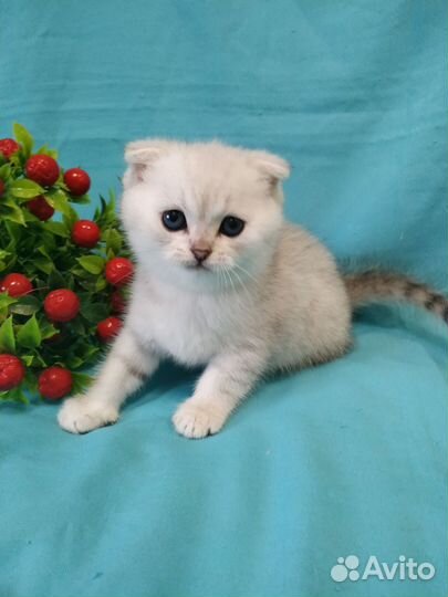 Серебристая шиншилла