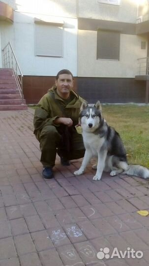 Дрессировка любых пород собак. Михаил