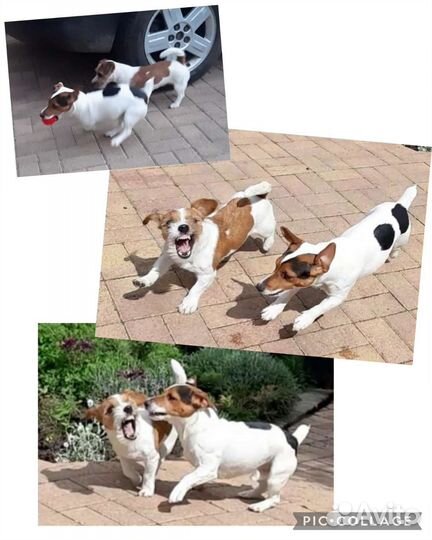 Передержка собак