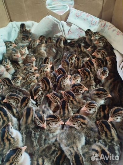 Цыплята цесарки