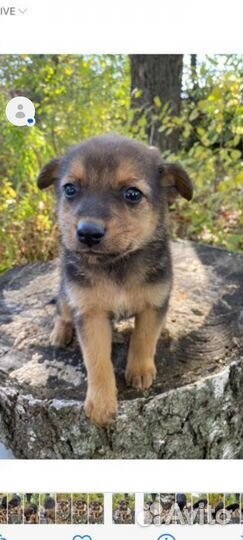 Щенки в поиске дома