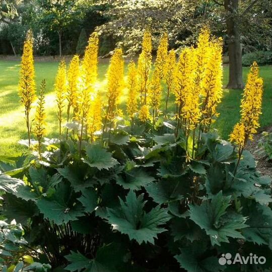 Бузульник Пржевальского многолетнее растение