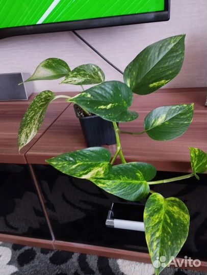 Сциндапсус