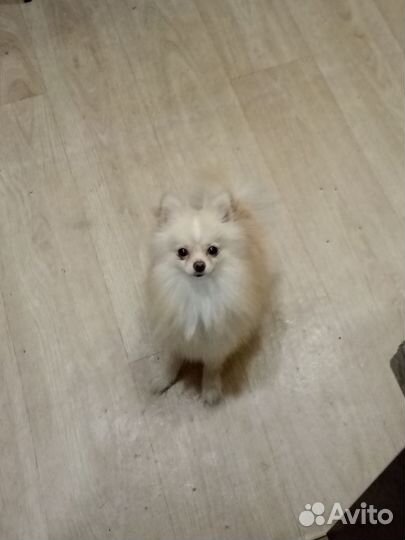 Немецкий шпиц