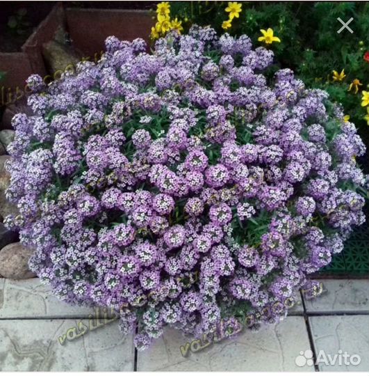 Алиссум вегетативный, вербена гибридная