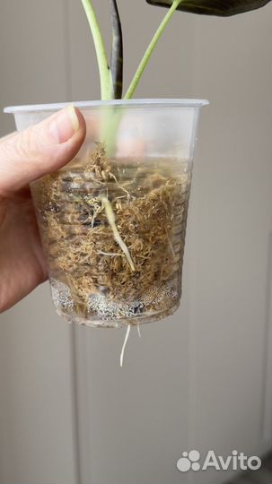 Алоказия регал шилдс