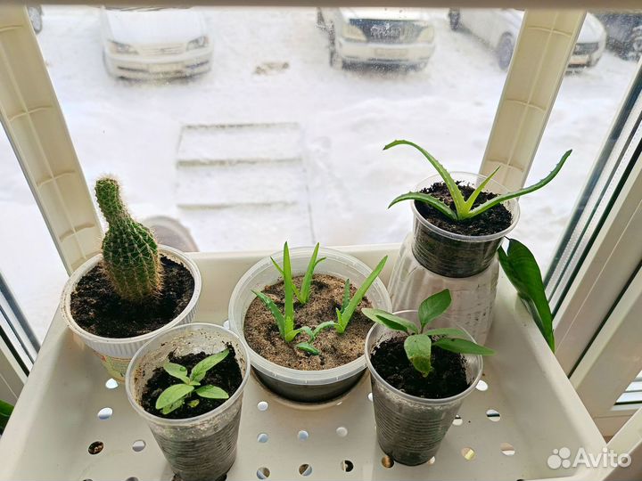 Комнатные цветы