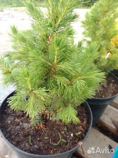 Саженцы хвойных