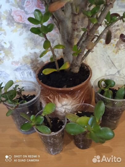 Крассула толстянка денежное дерево