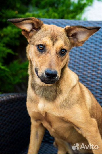 Собака в добрые руки отдам бесплатно