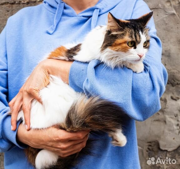 Кошка с пушистым хвостом